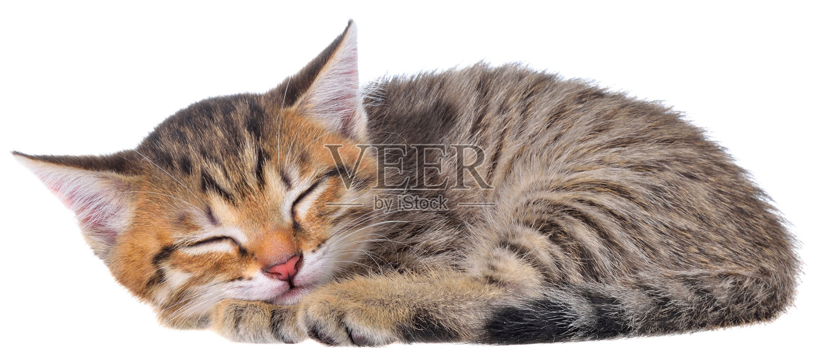 短毛斑纹小猫睡觉照片摄影图片