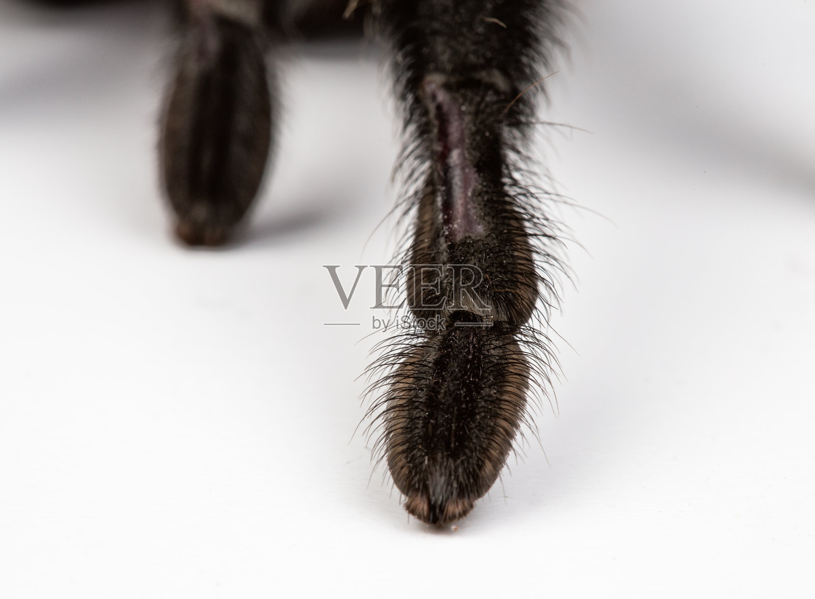 蜘蛛爪子的独立微距照片照片摄影图片