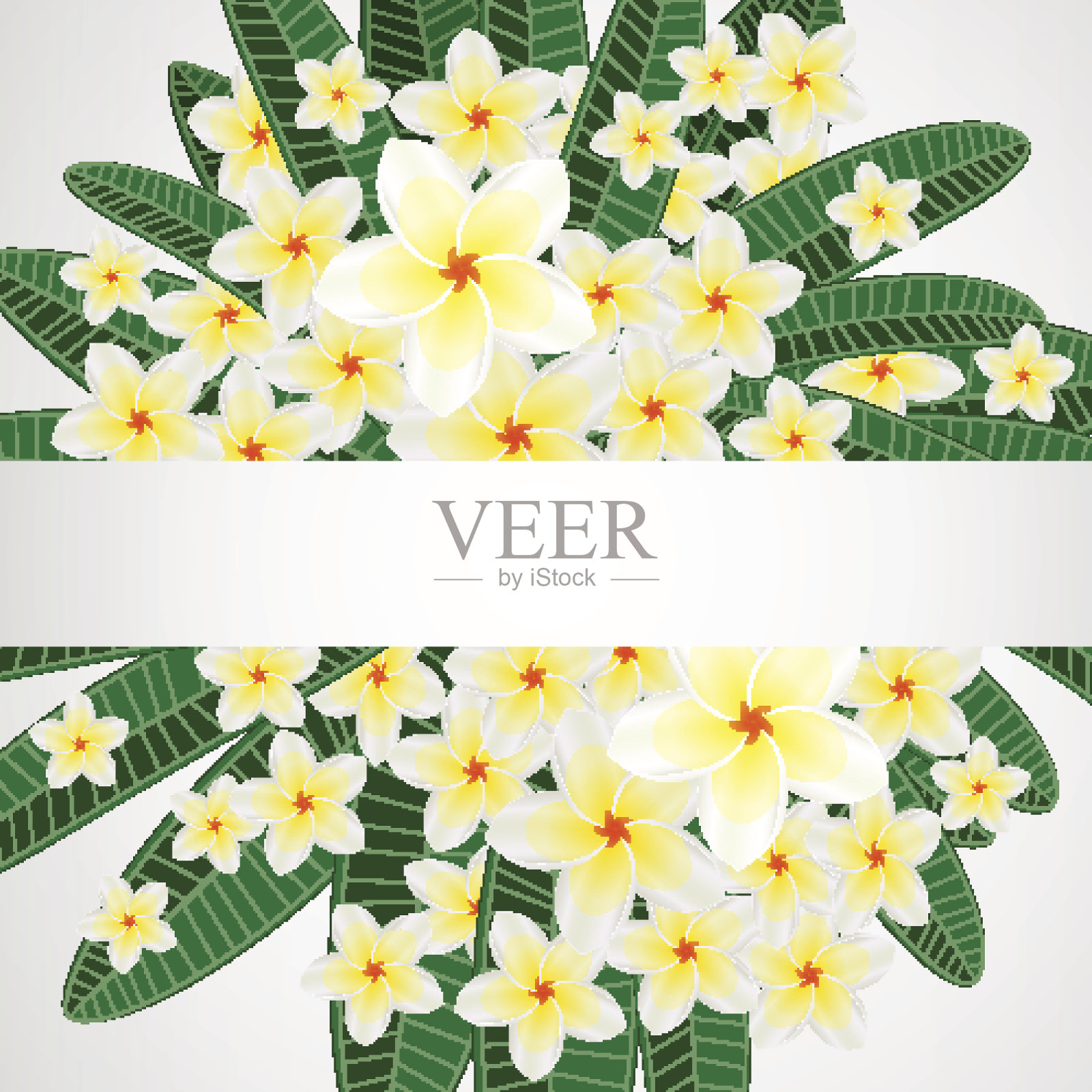 花的设计背景。Plumeria花。插画图片素材