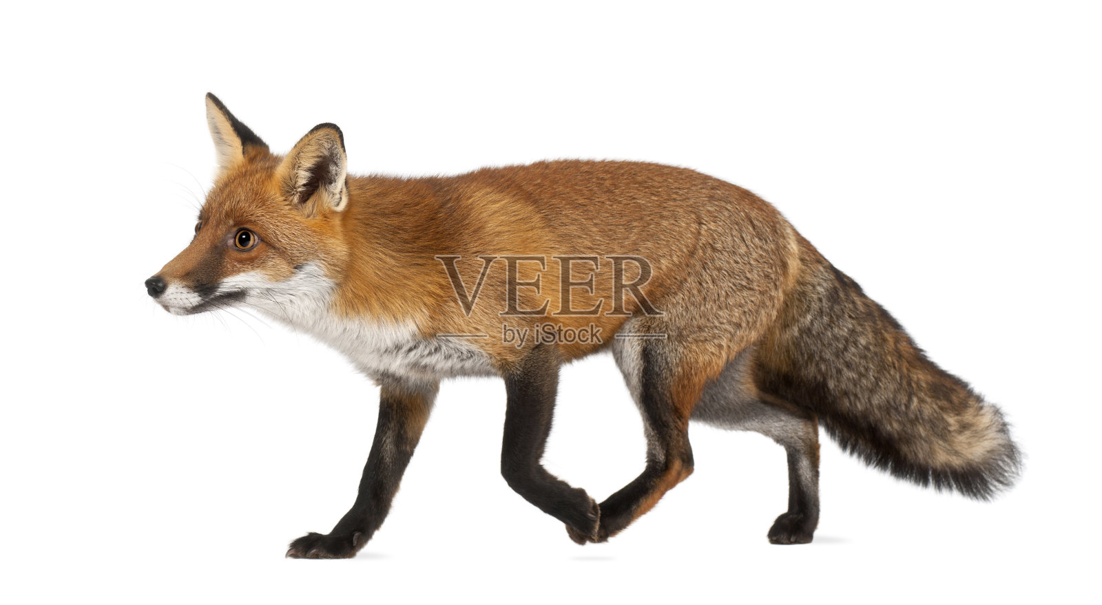 这是一只行走的四岁红狐狸的特写照片摄影图片