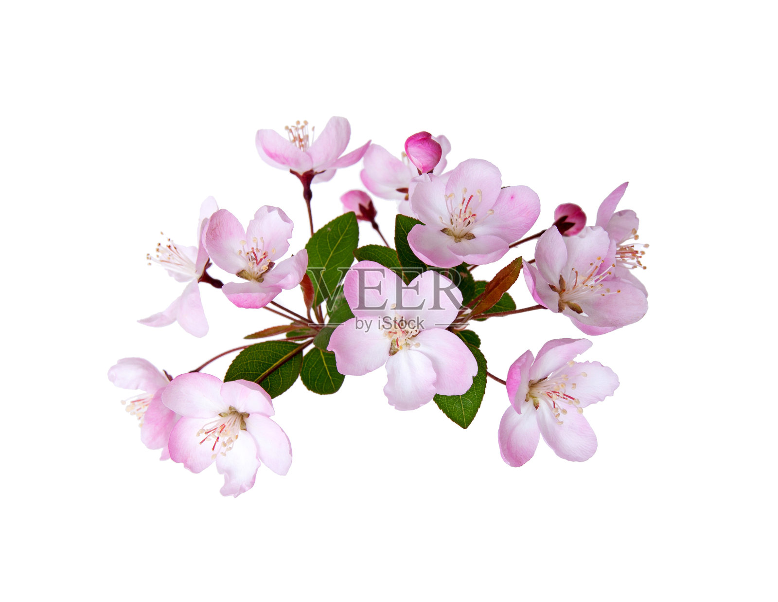 盛开的桃花在春天孤立在白色的背景照片摄影图片