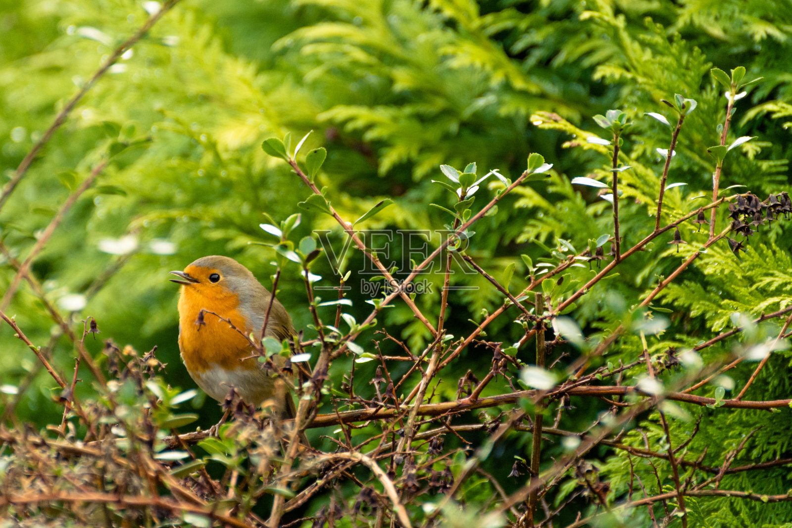 可爱的小红胸知更鸟栖息在花园的灌木丛中。照片摄影图片
