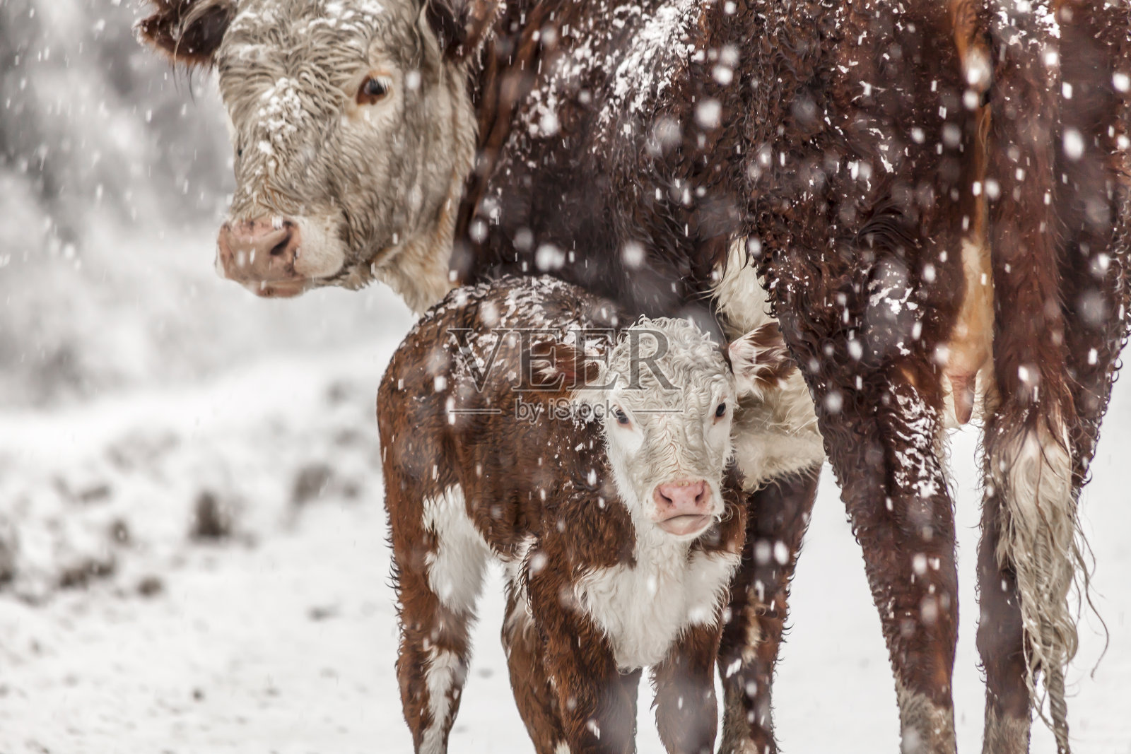 雪中的奶牛和她的孩子照片摄影图片