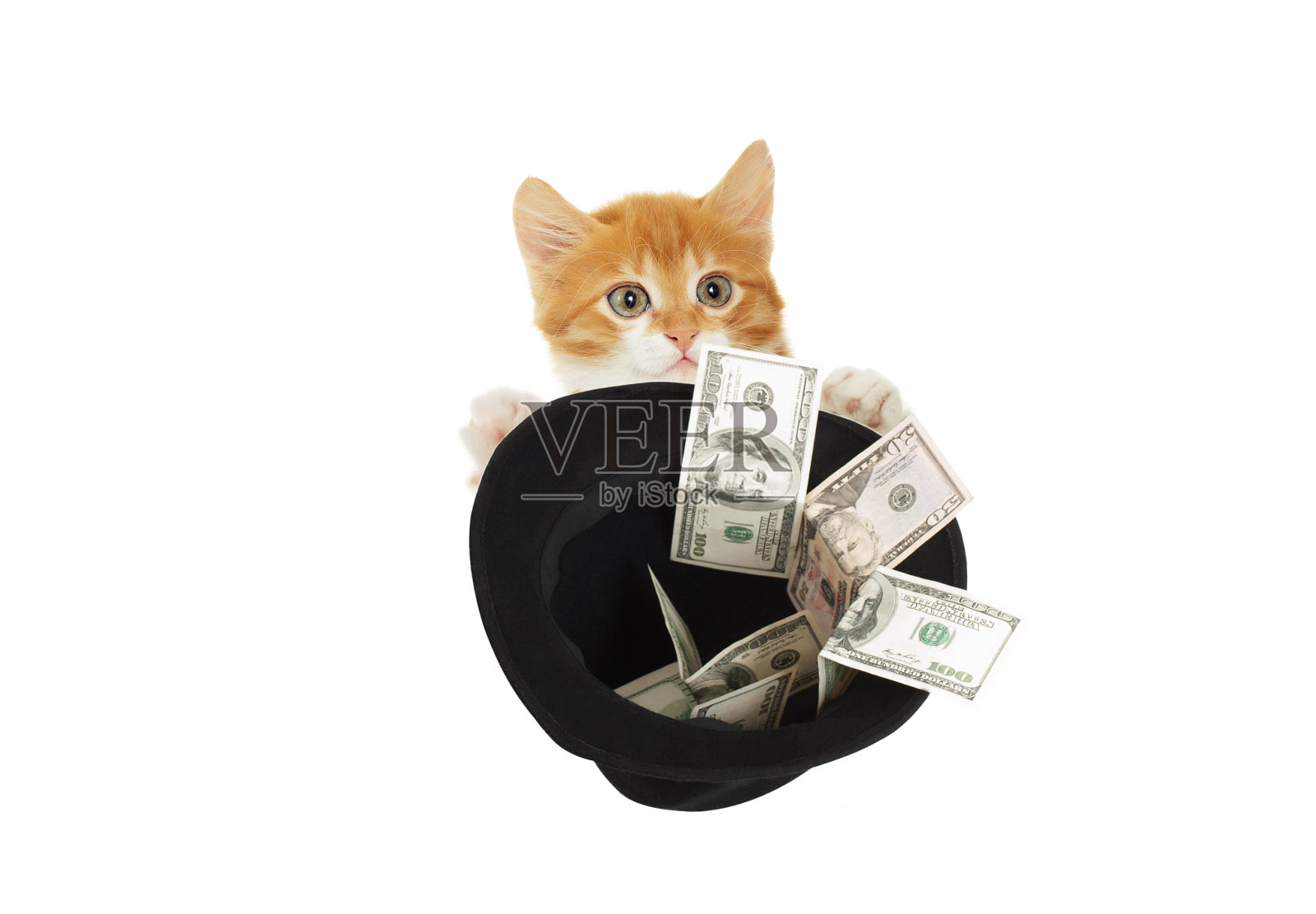 小猫要钱照片摄影图片