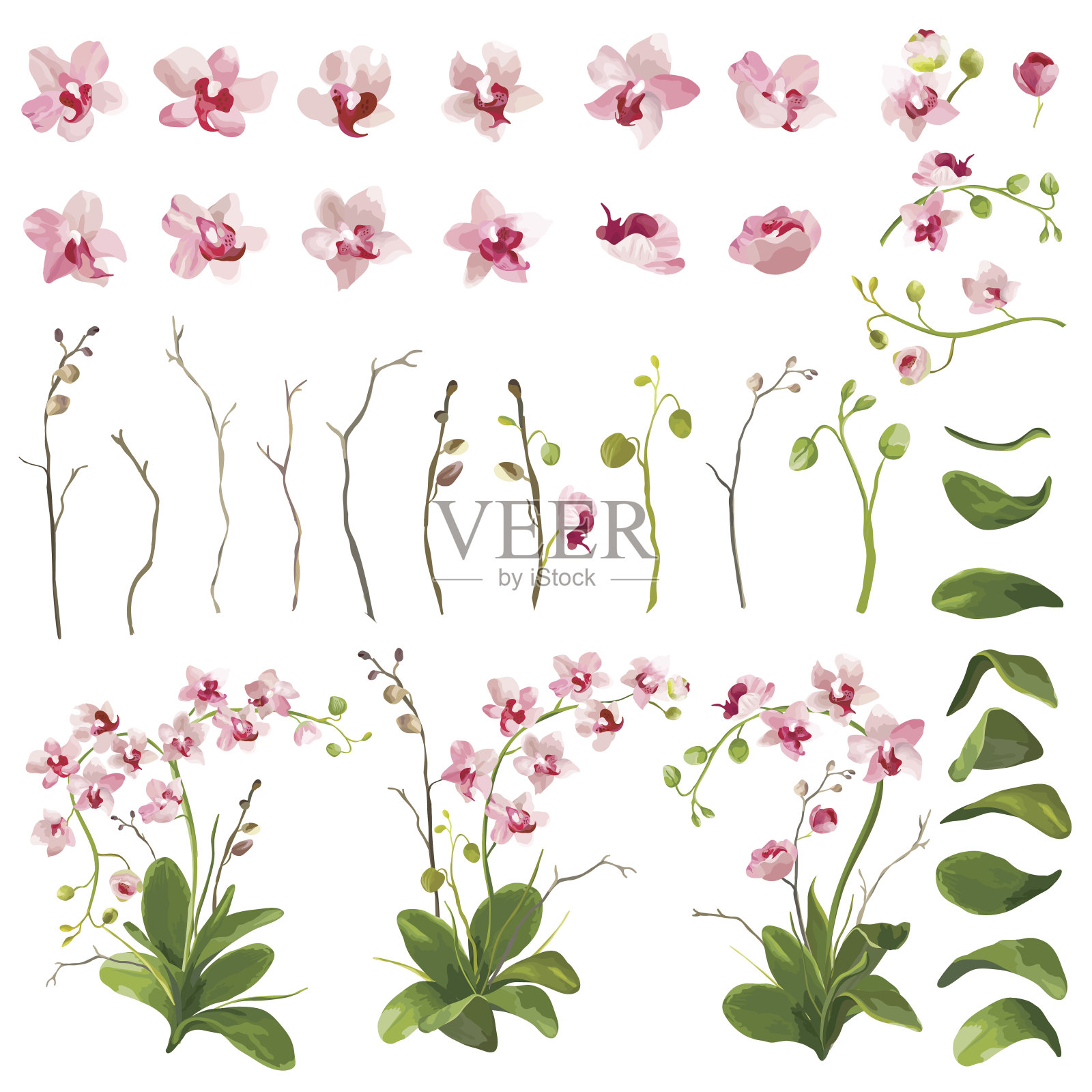 兰花热带花卉花卉元素水彩风格。向量设计元素图片