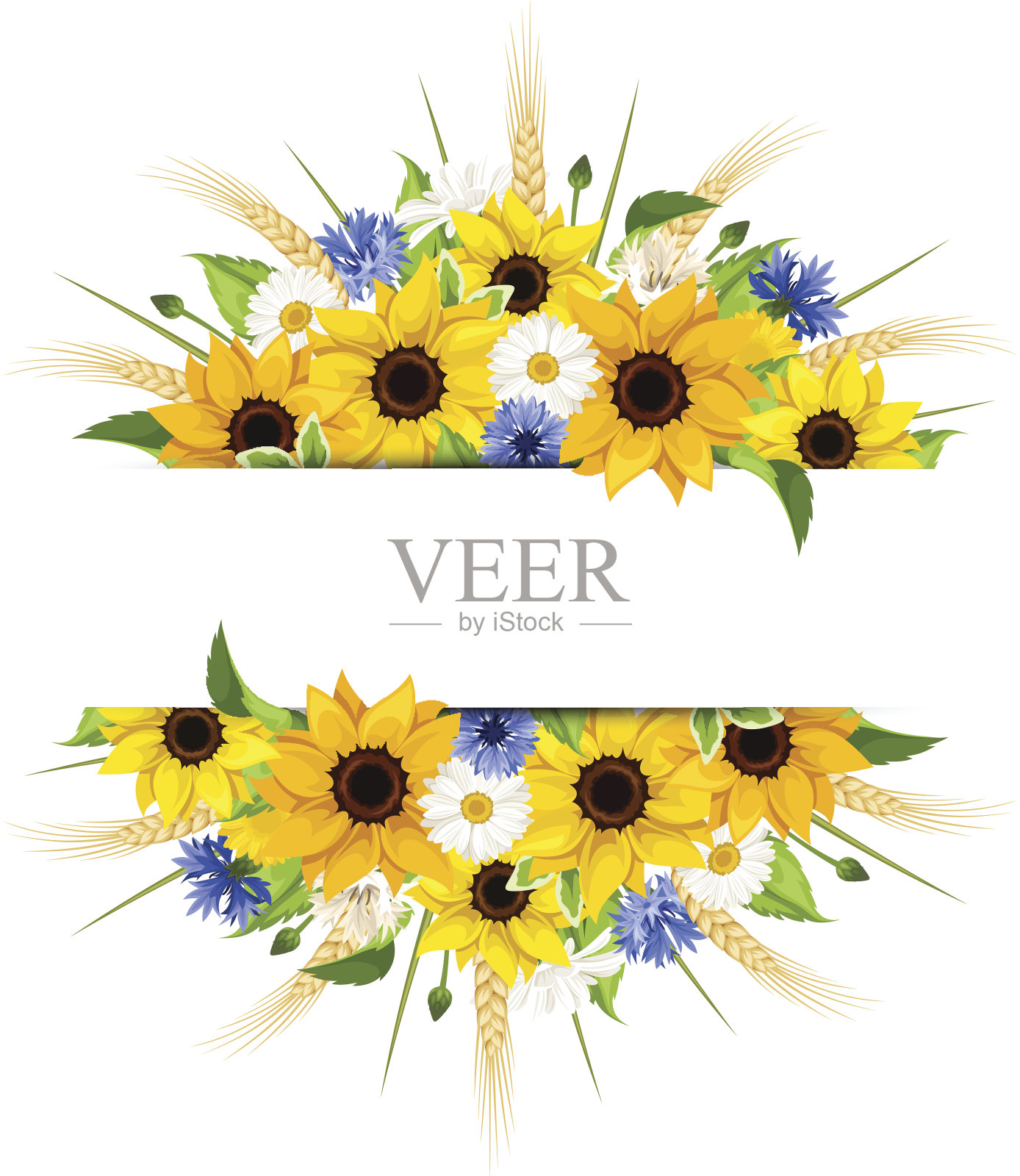 背景与向日葵，雏菊，矢车菊和小麦穗。向量。插画图片素材