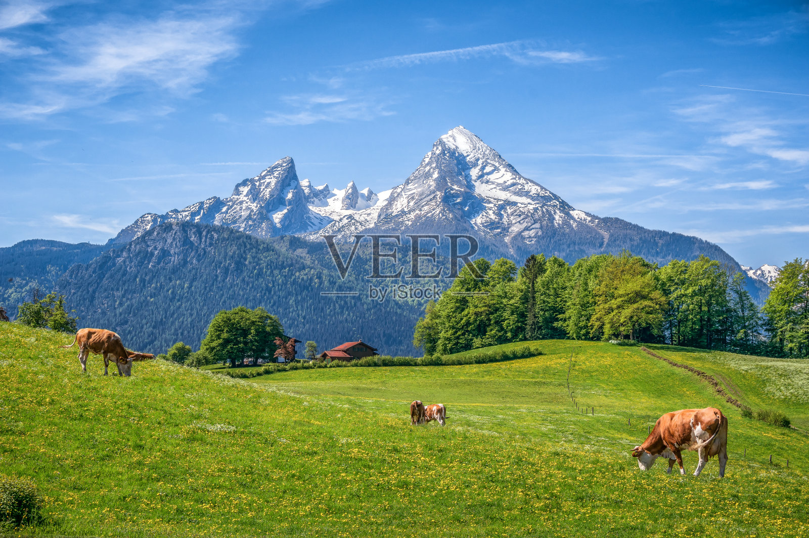 阿尔卑斯山的田园风光，夏天放牧的牛照片摄影图片