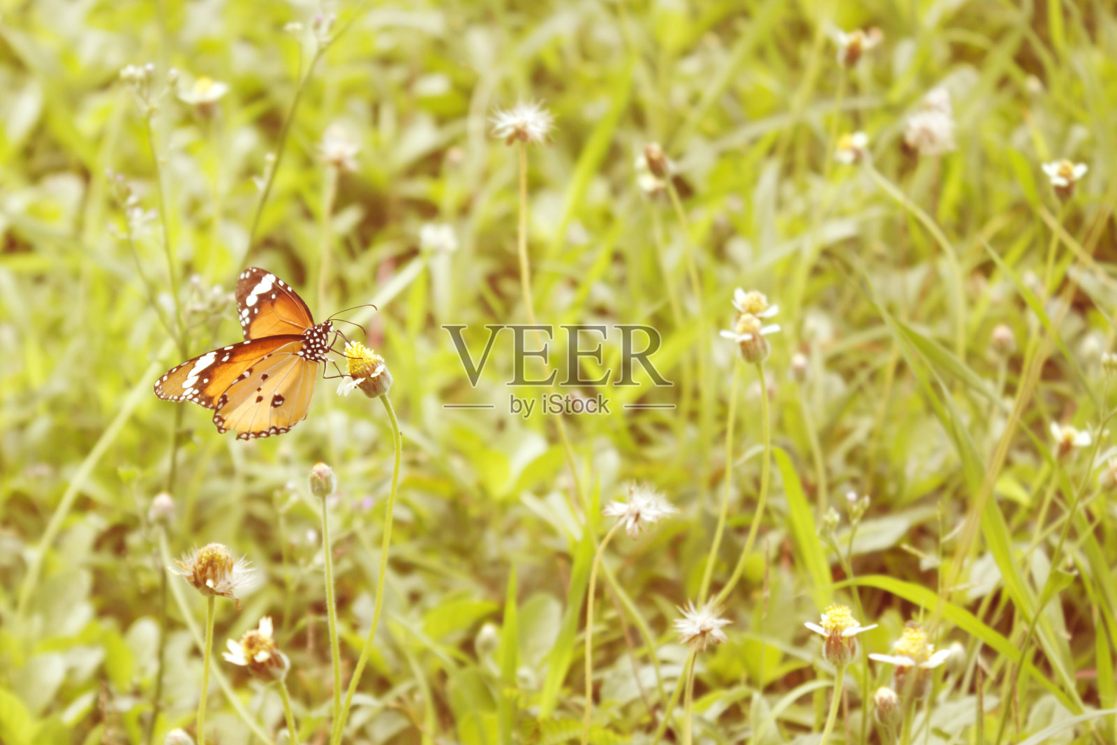 草地上的蝴蝶。照片摄影图片