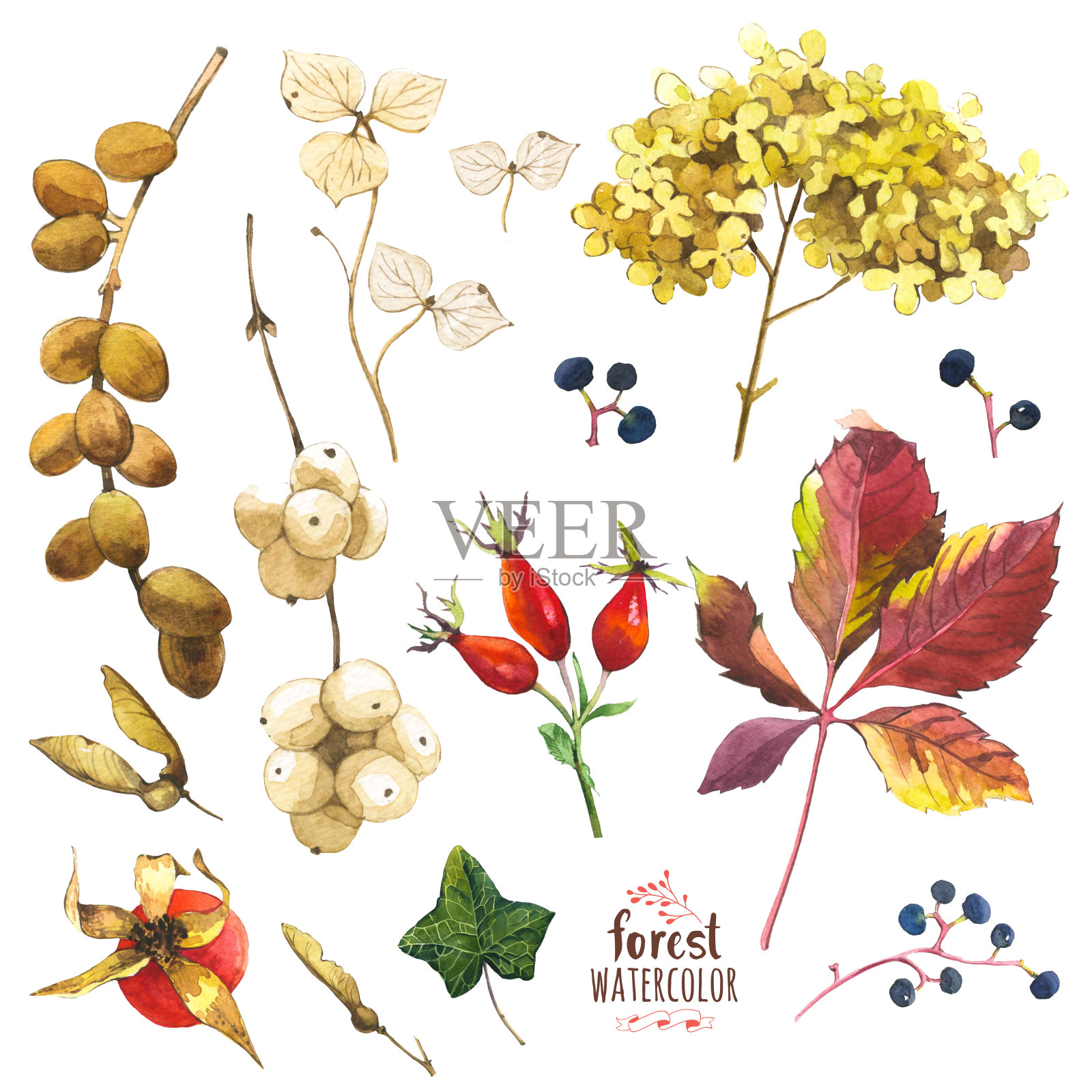 水彩插图与树枝，树叶和浆果。插画图片素材
