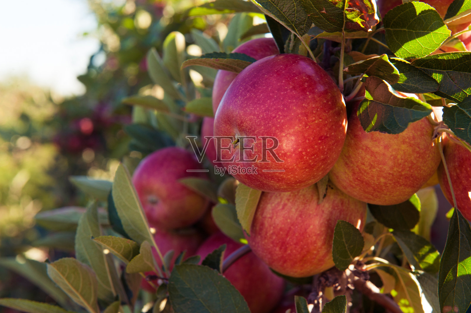 苹果果园照片摄影图片