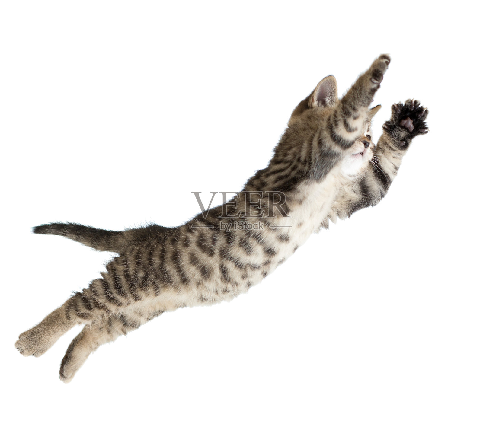 飞猫或跳猫孤立照片摄影图片