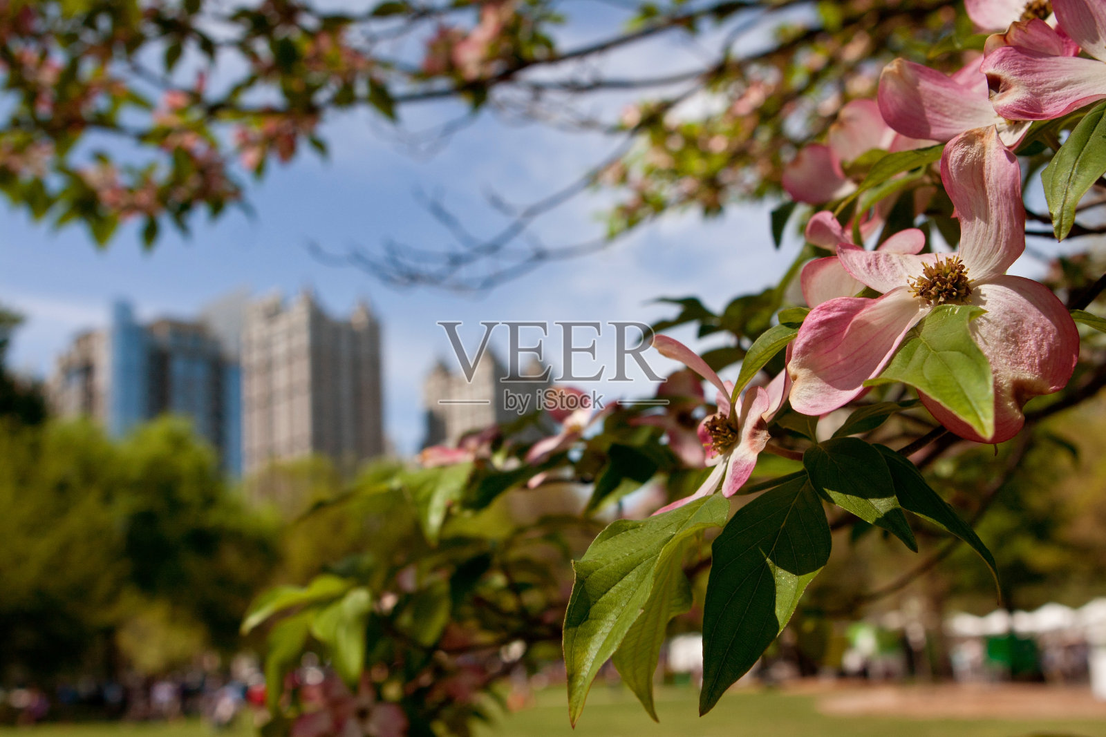 粉红色的山茱萸树花框架春天亚特兰大城市景观照片摄影图片