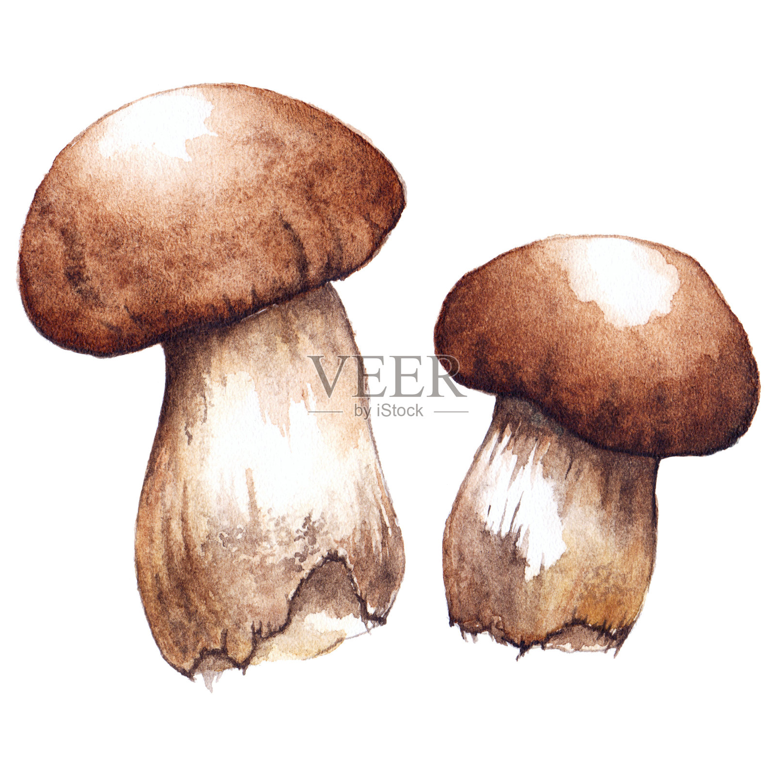 水彩画分离出两对白色菌菇插画图片素材