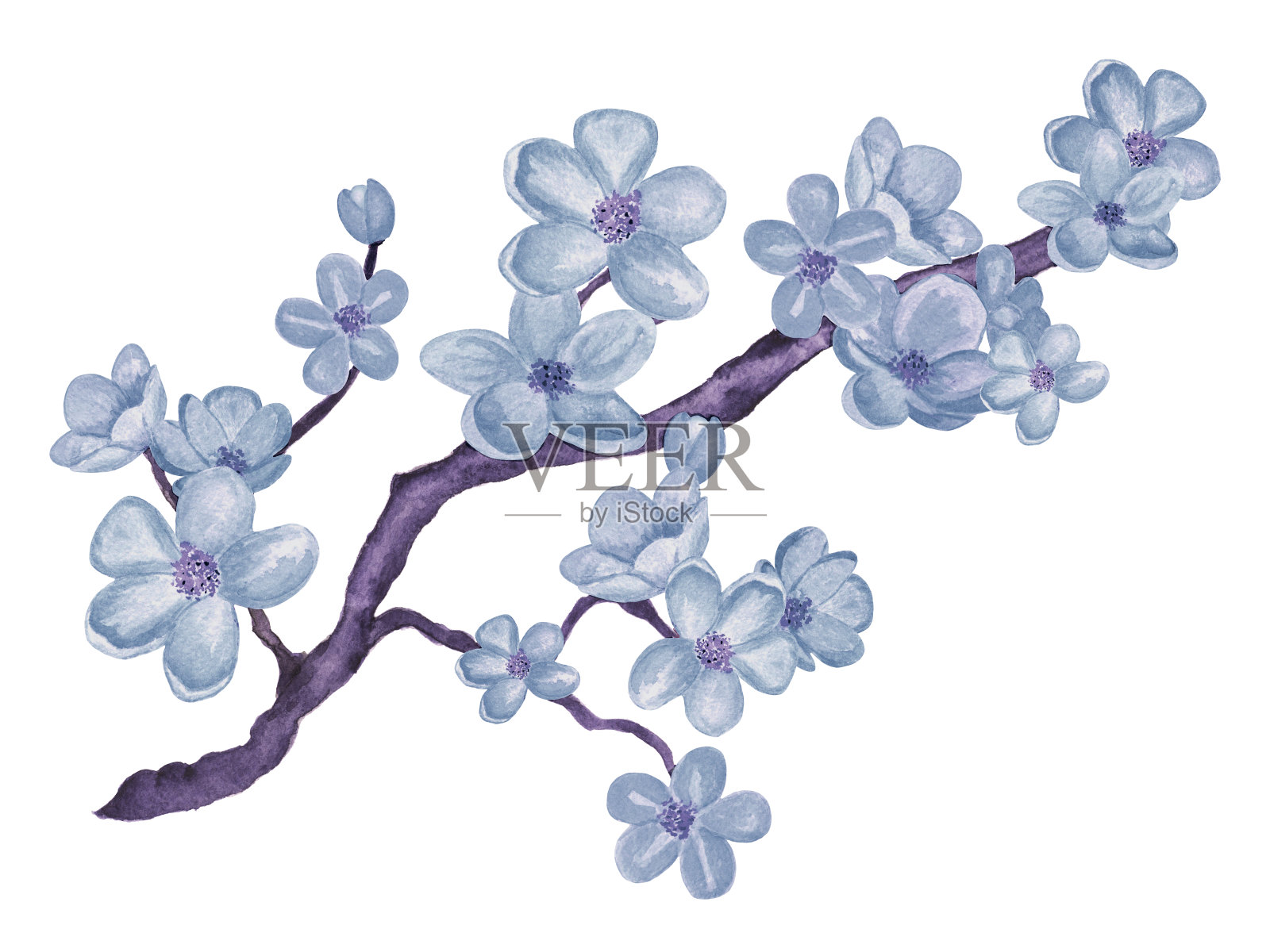 水彩枝头盛开的樱花，蓝色的樱桃树与花插画图片素材