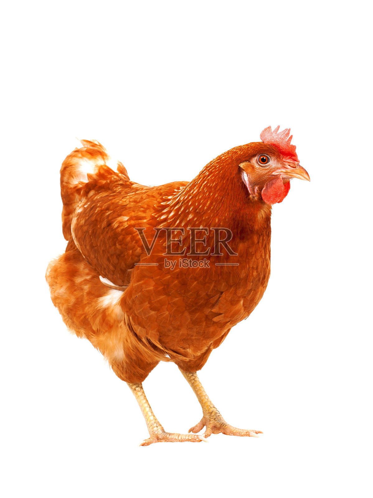 褐鸡母鸡孤立白色背景照片摄影图片