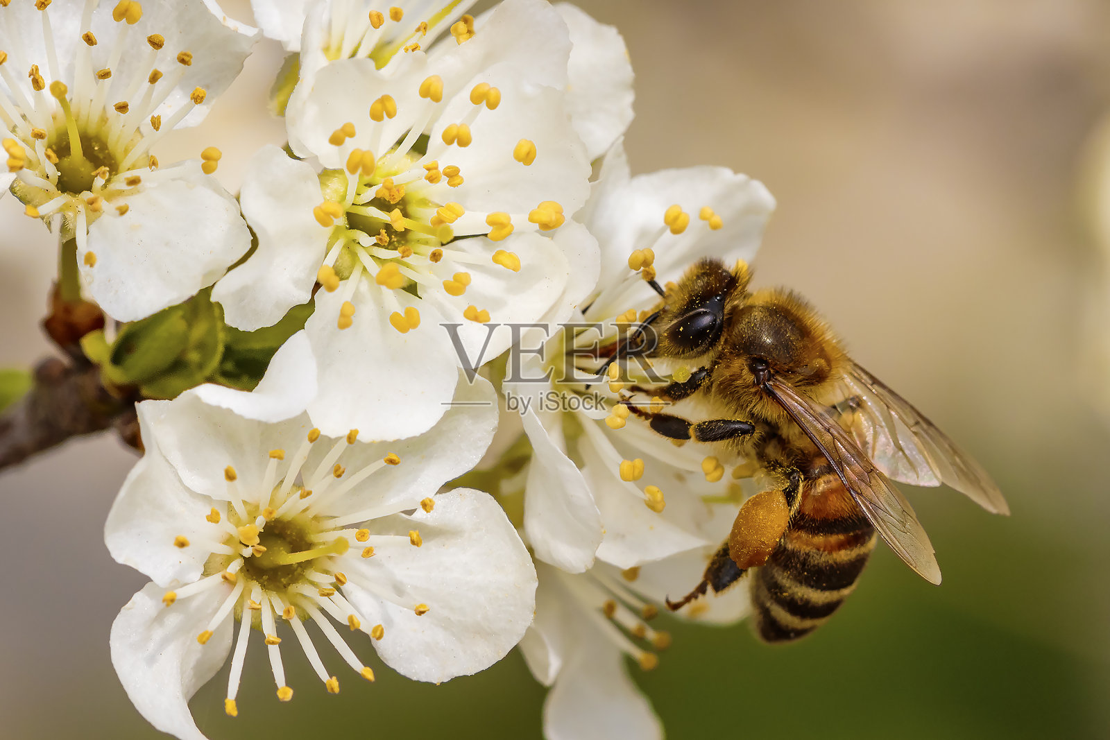 蜜蜂在春天的花朵上采集花粉和花蜜照片摄影图片