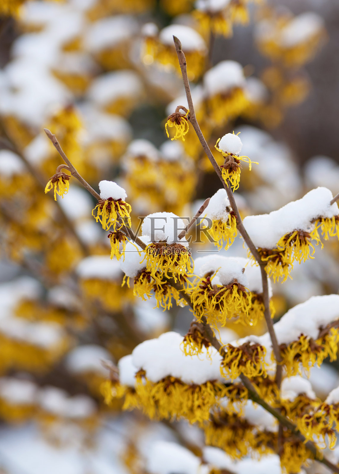 雪覆盖的金缕梅在冬天开花。照片摄影图片