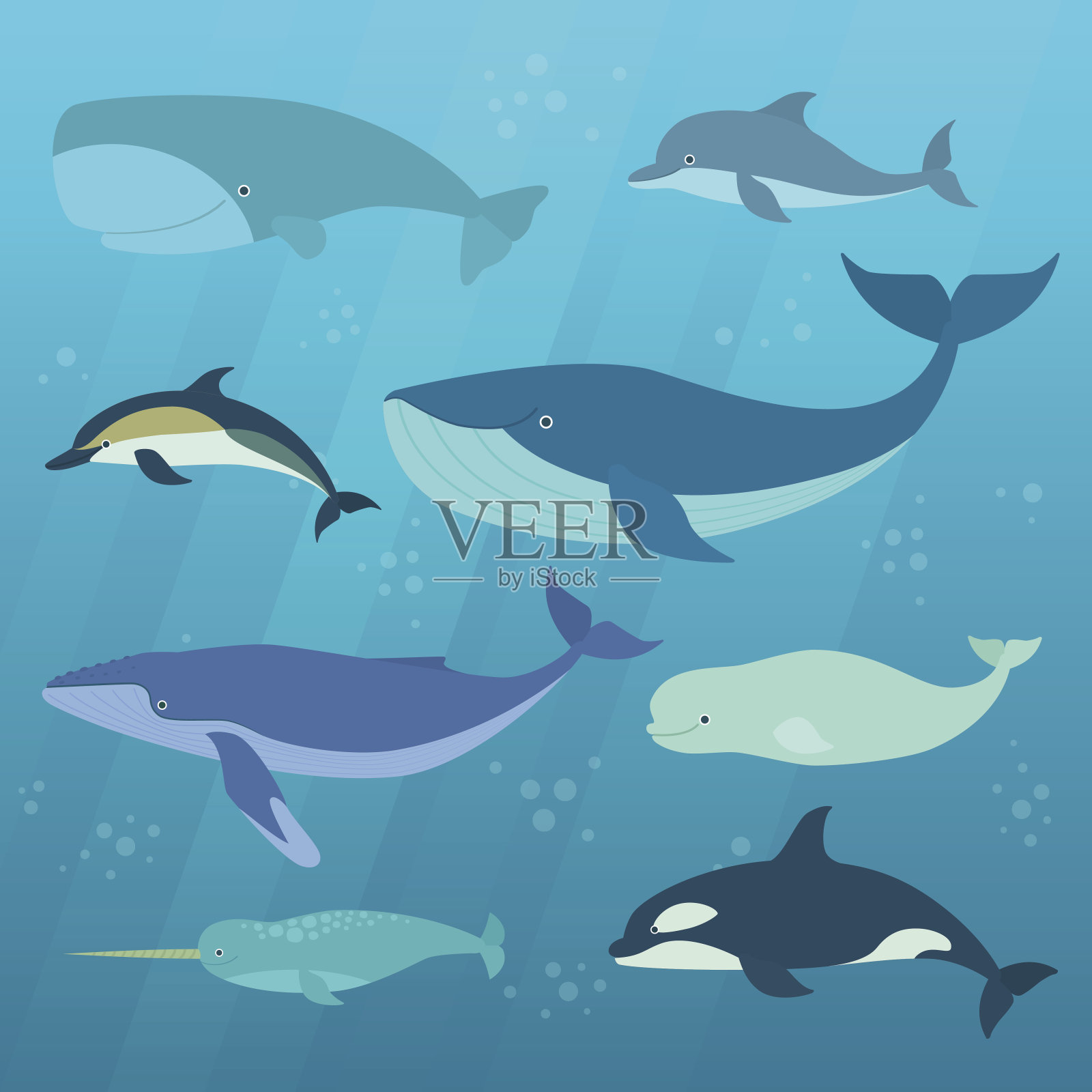 海洋哺乳动物插画图片素材