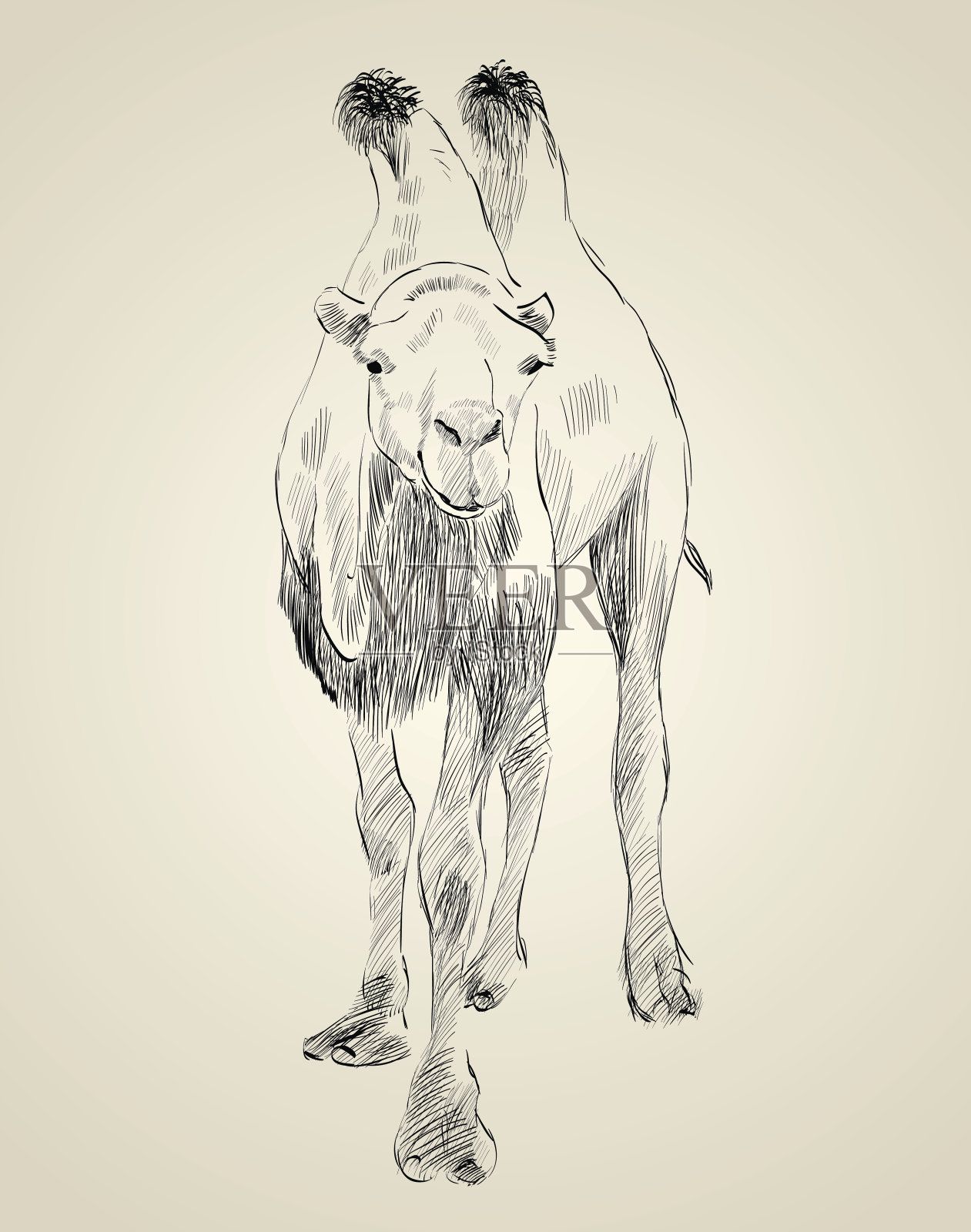 手绘骆驼插画图片素材