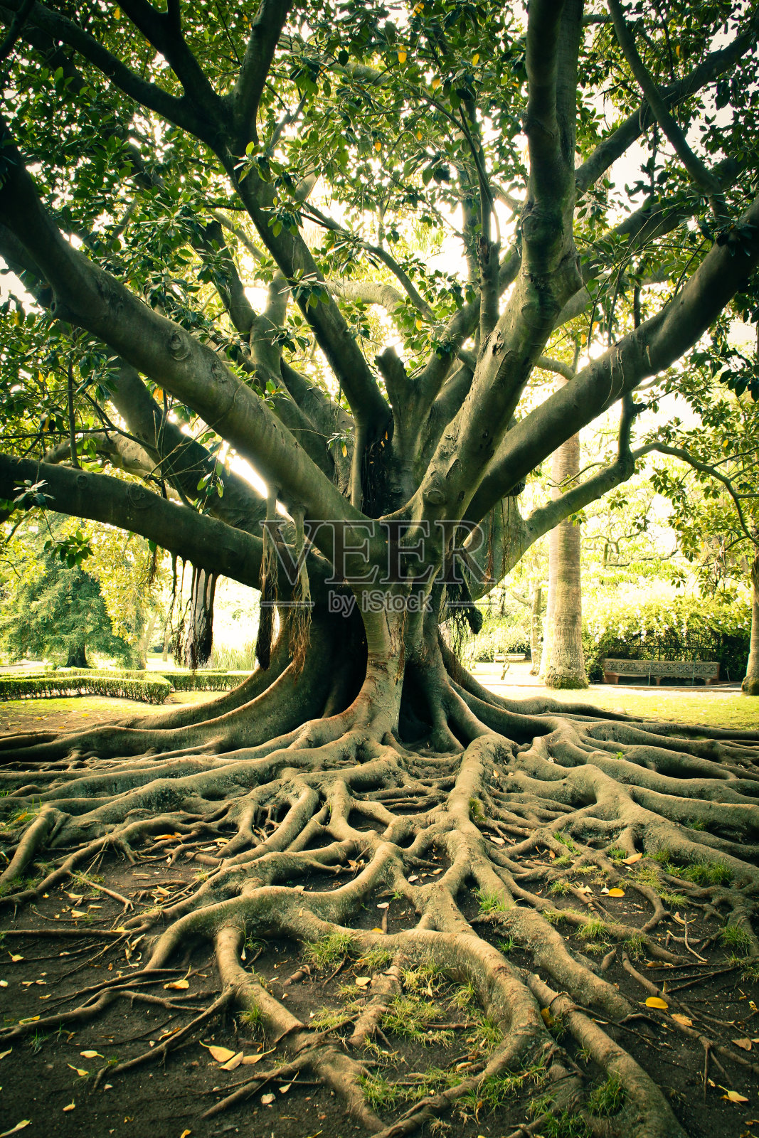 树的根。照片摄影图片