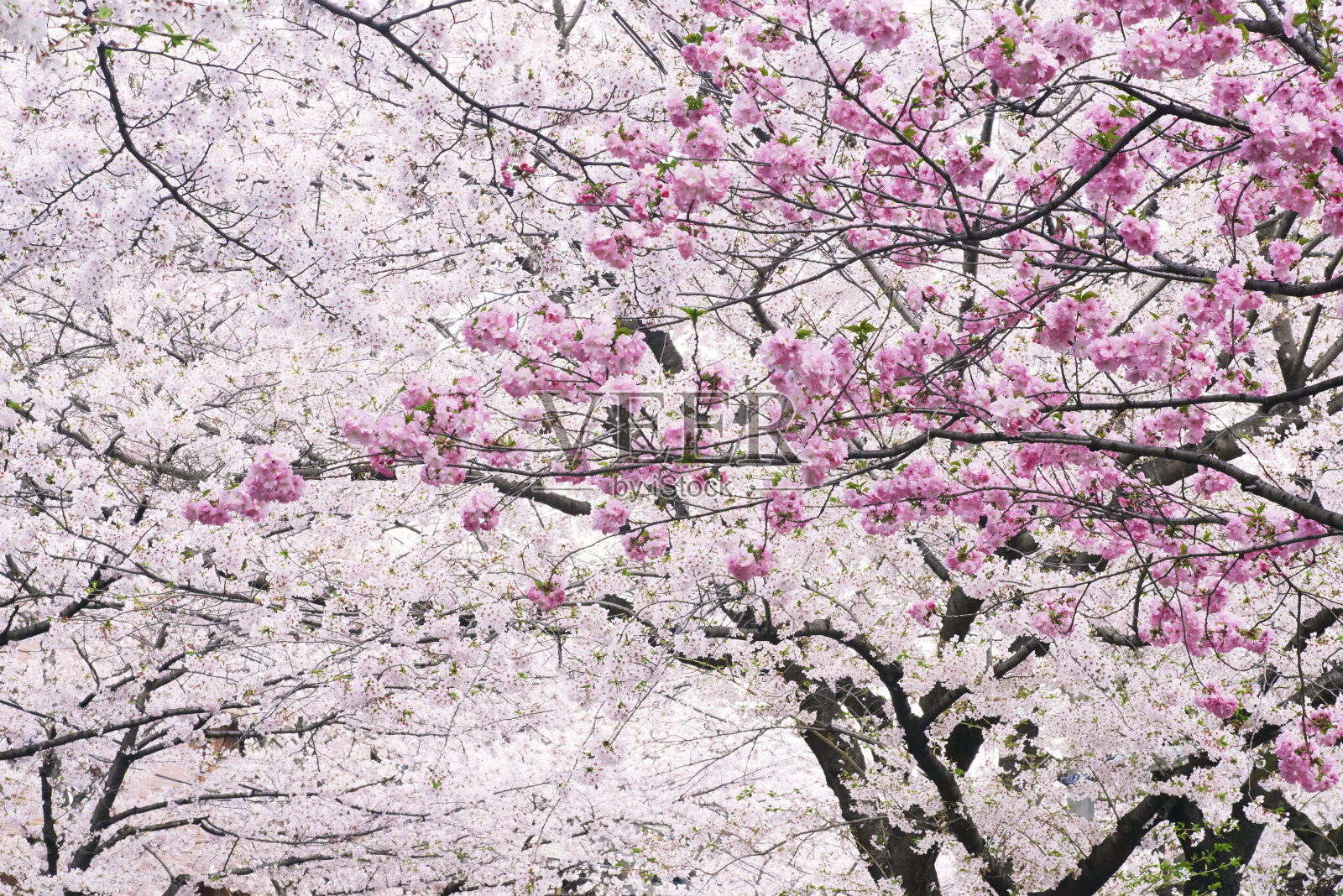 樱花盛开的树照片摄影图片