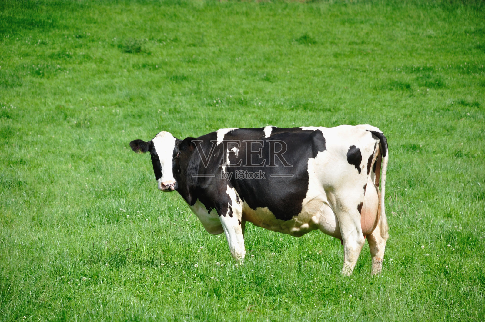 奶牛在草地照片摄影图片