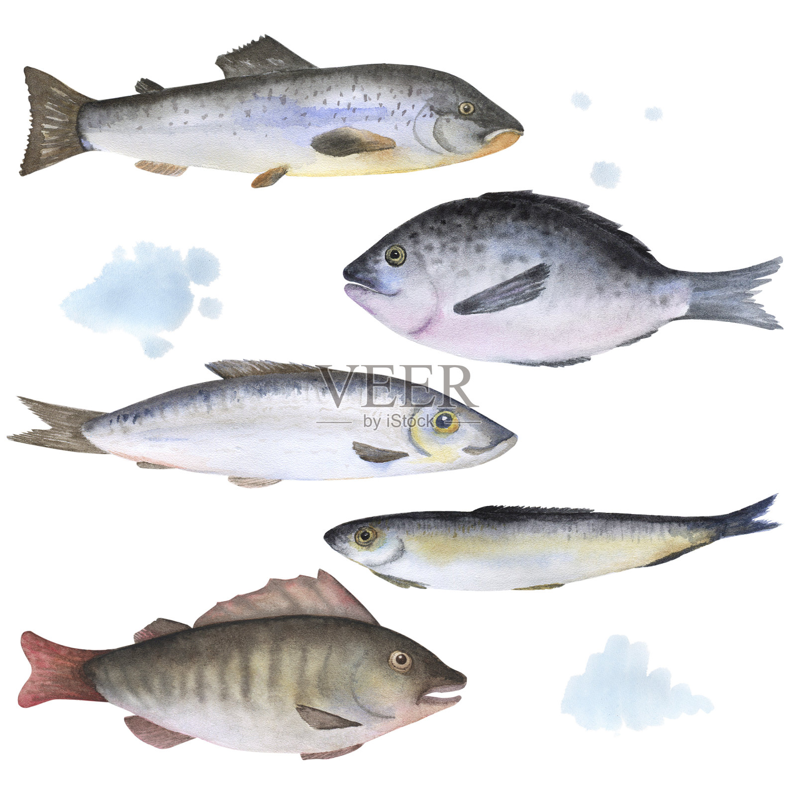 一组5条鱼，用水彩画插画图片素材