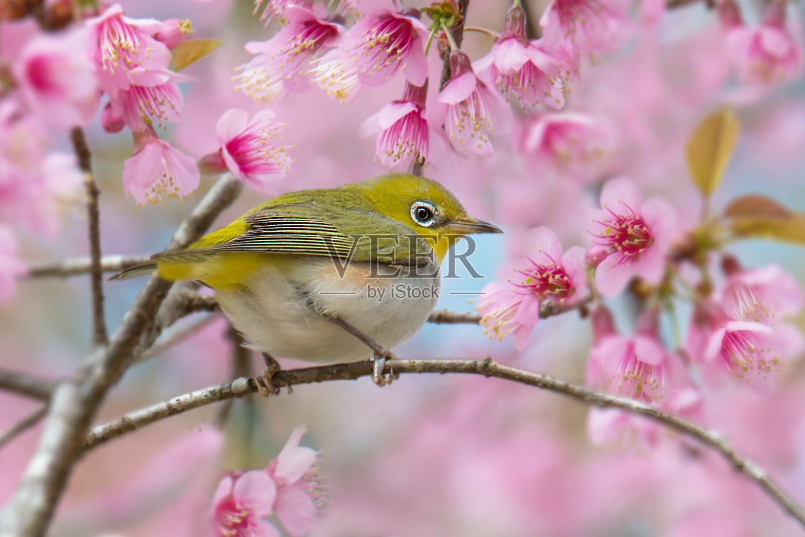 栗色侧翼白眼鸟在樱花上照片摄影图片