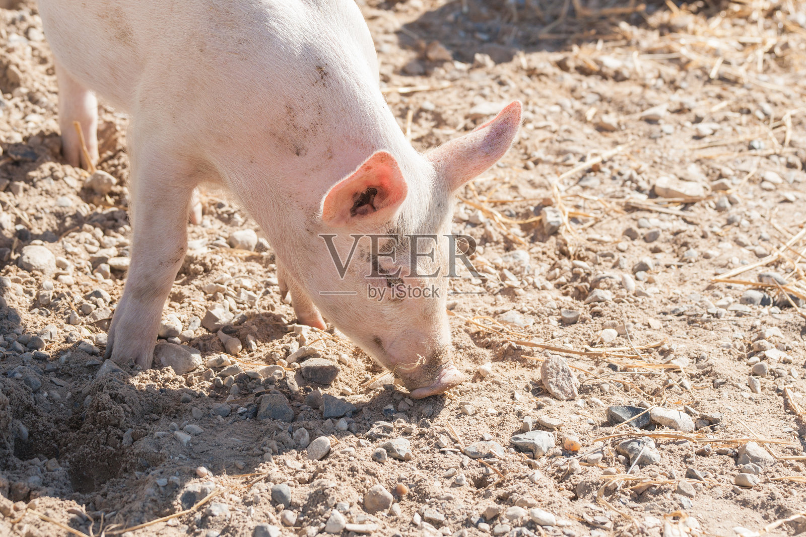 粉红色的猪在农场的院子里寻找食物照片摄影图片