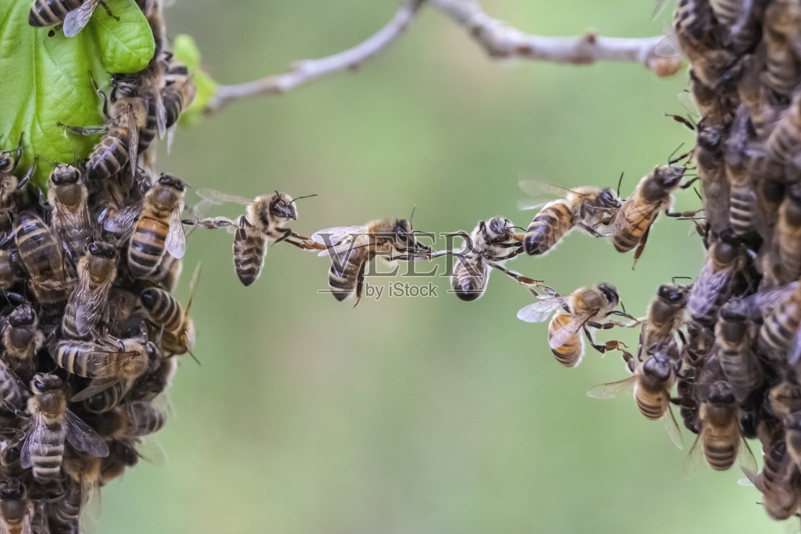 蜜蜂的团队合作将蜜蜂群的两个部分连接起来照片摄影图片