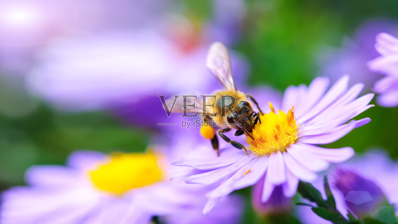花上的蜜蜂照片摄影图片