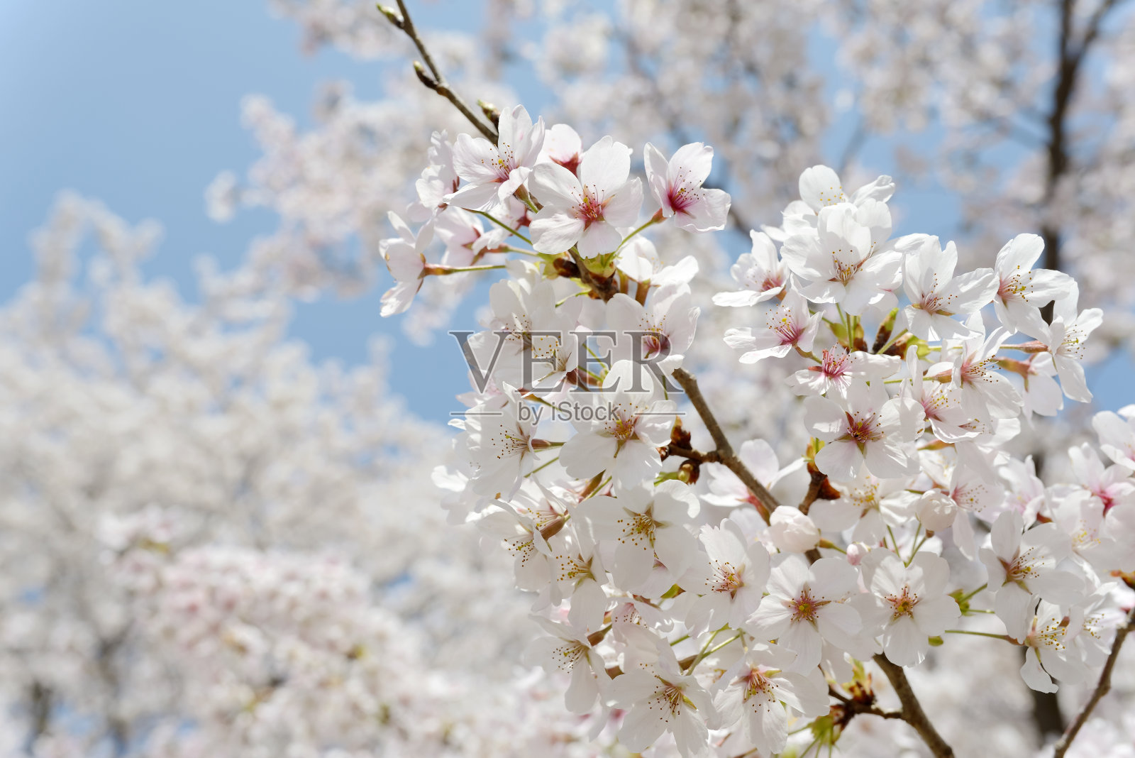 樱花盛开的树枝照片摄影图片