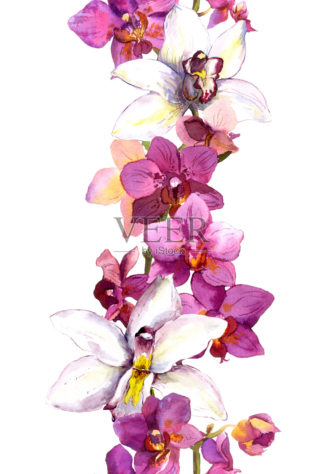 花无缝框架边框与鲜艳的异国情调的花兰花。水彩画插画图片素材