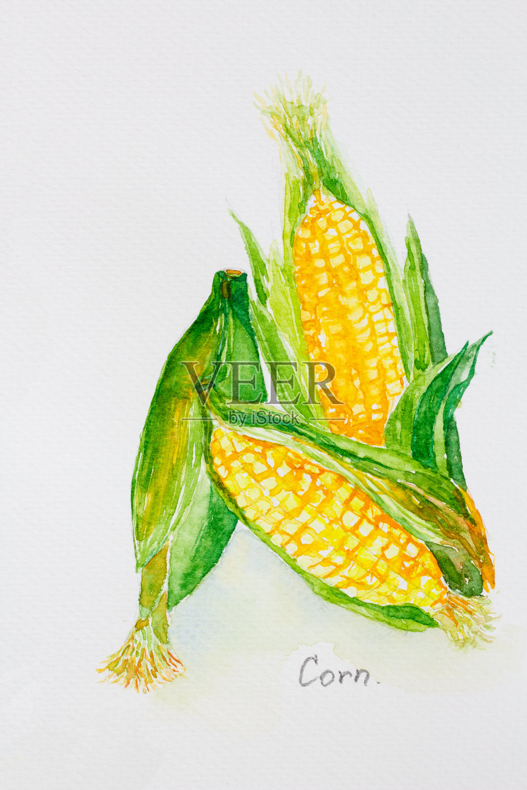 玉米'watercolor画插画图片素材