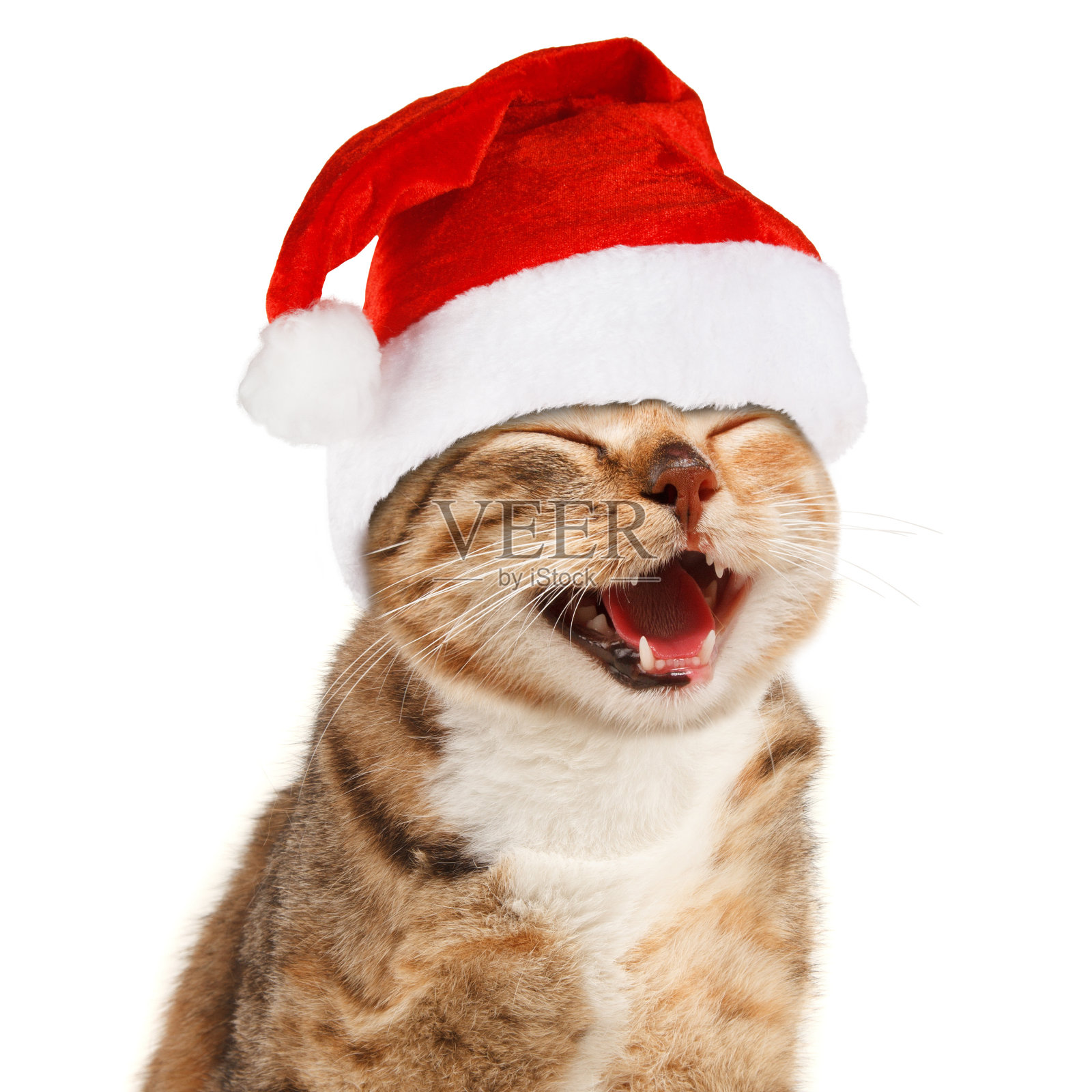 有趣的猫在圣诞老人红帽子在白色的背景照片摄影图片