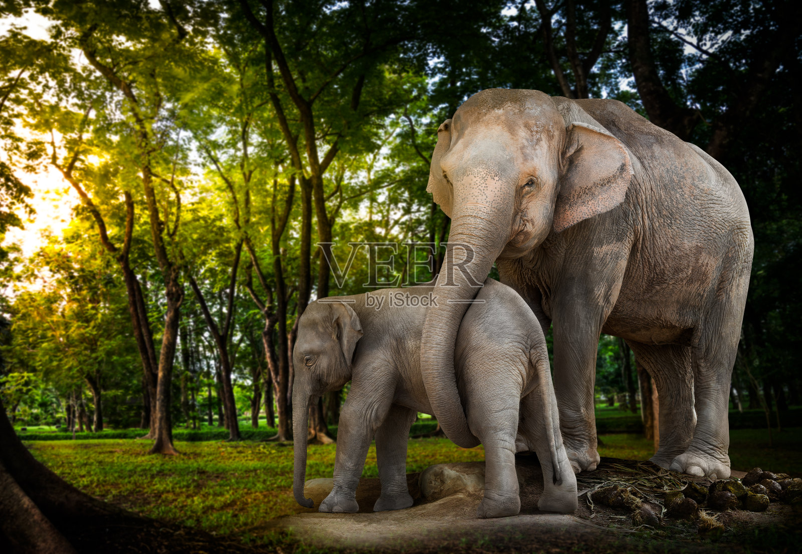 森林中的大象家族照片摄影图片
