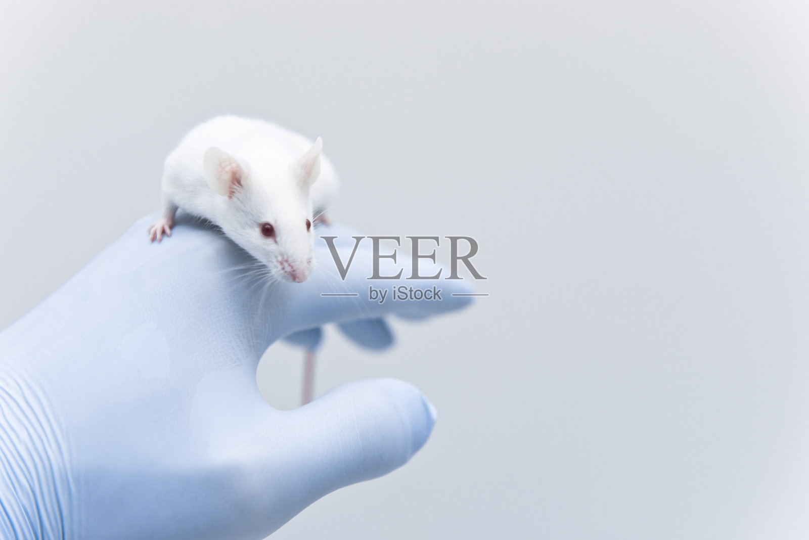 研究人员手上的实验性小白鼠照片摄影图片