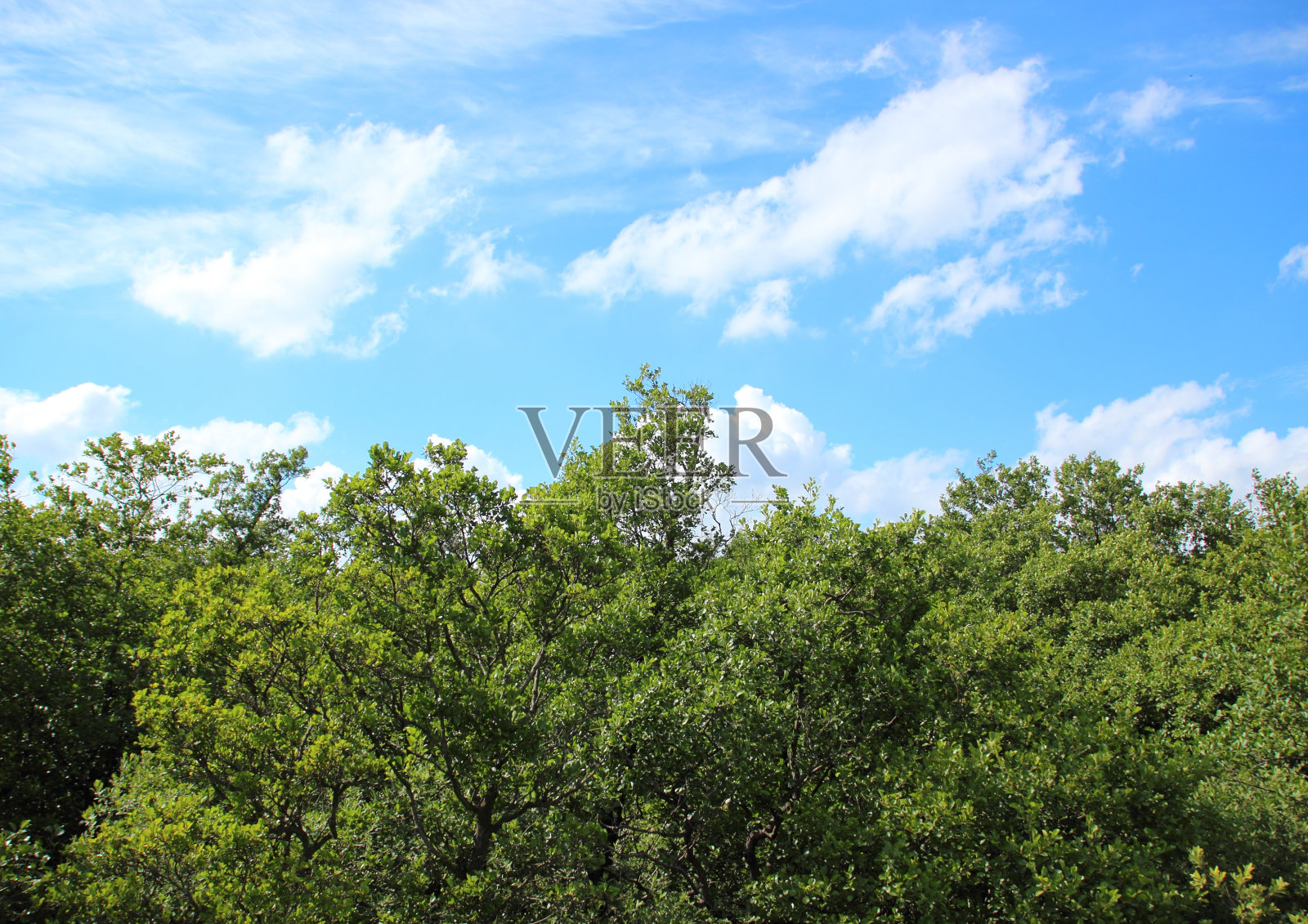 云和蓝天的树梢景色照片摄影图片