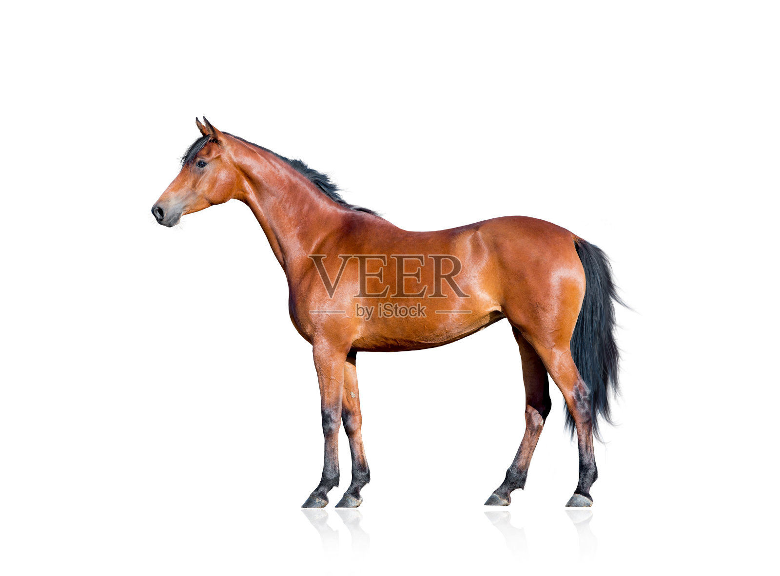棕色马的身体，白色背景，孤立。照片摄影图片