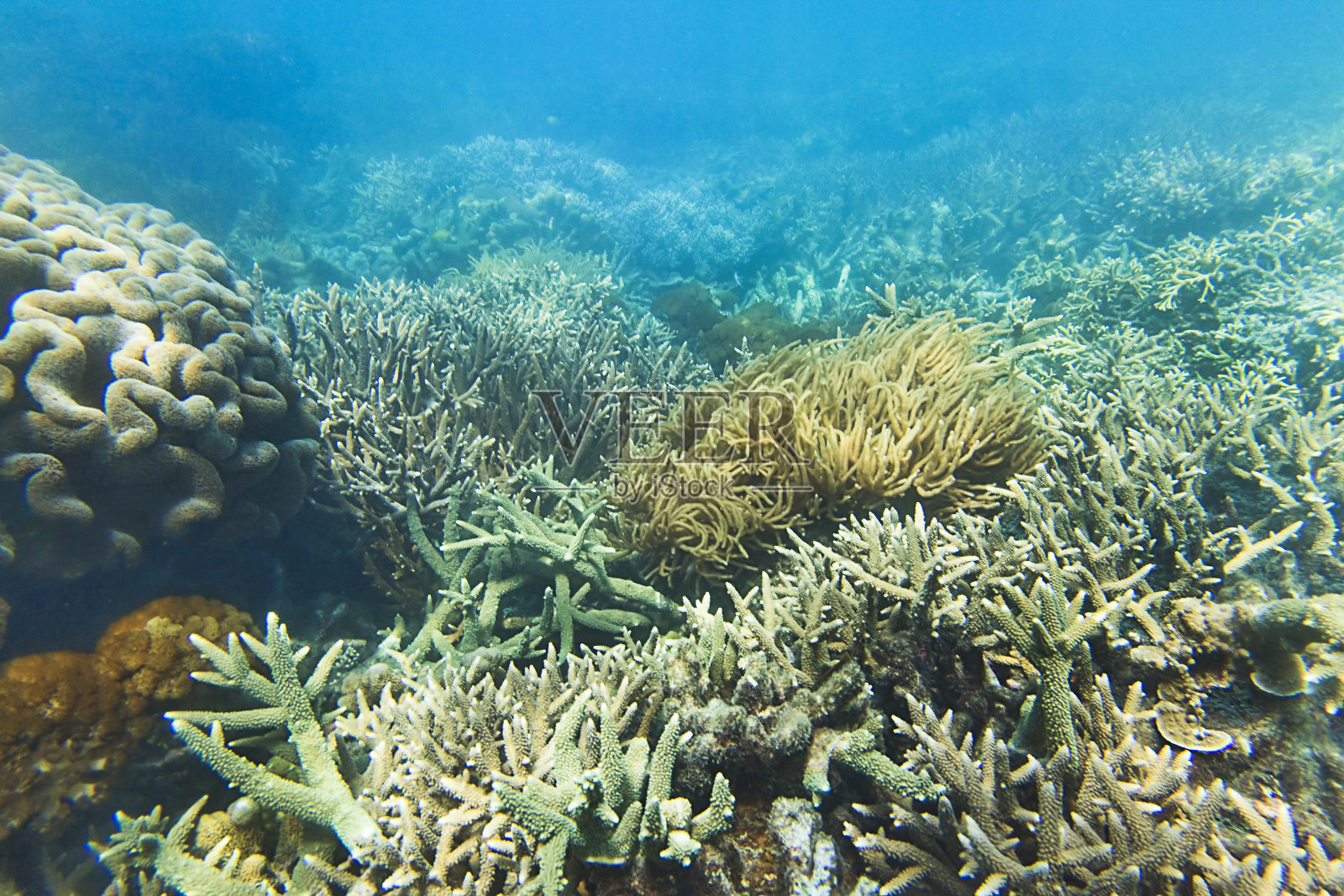 量化宽松政策珊瑚海底照片摄影图片
