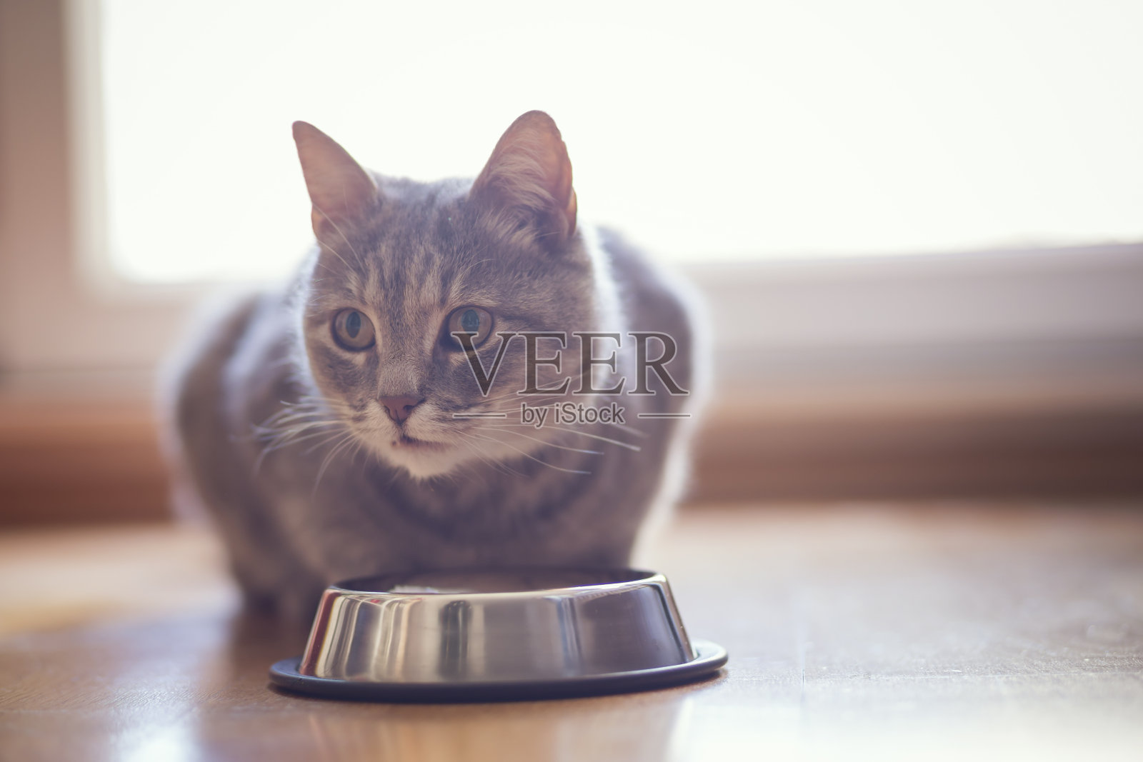猫的食物照片摄影图片