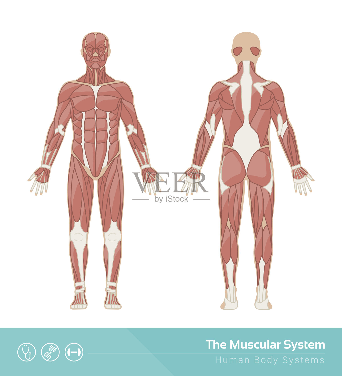 肌肉系统插画图片素材