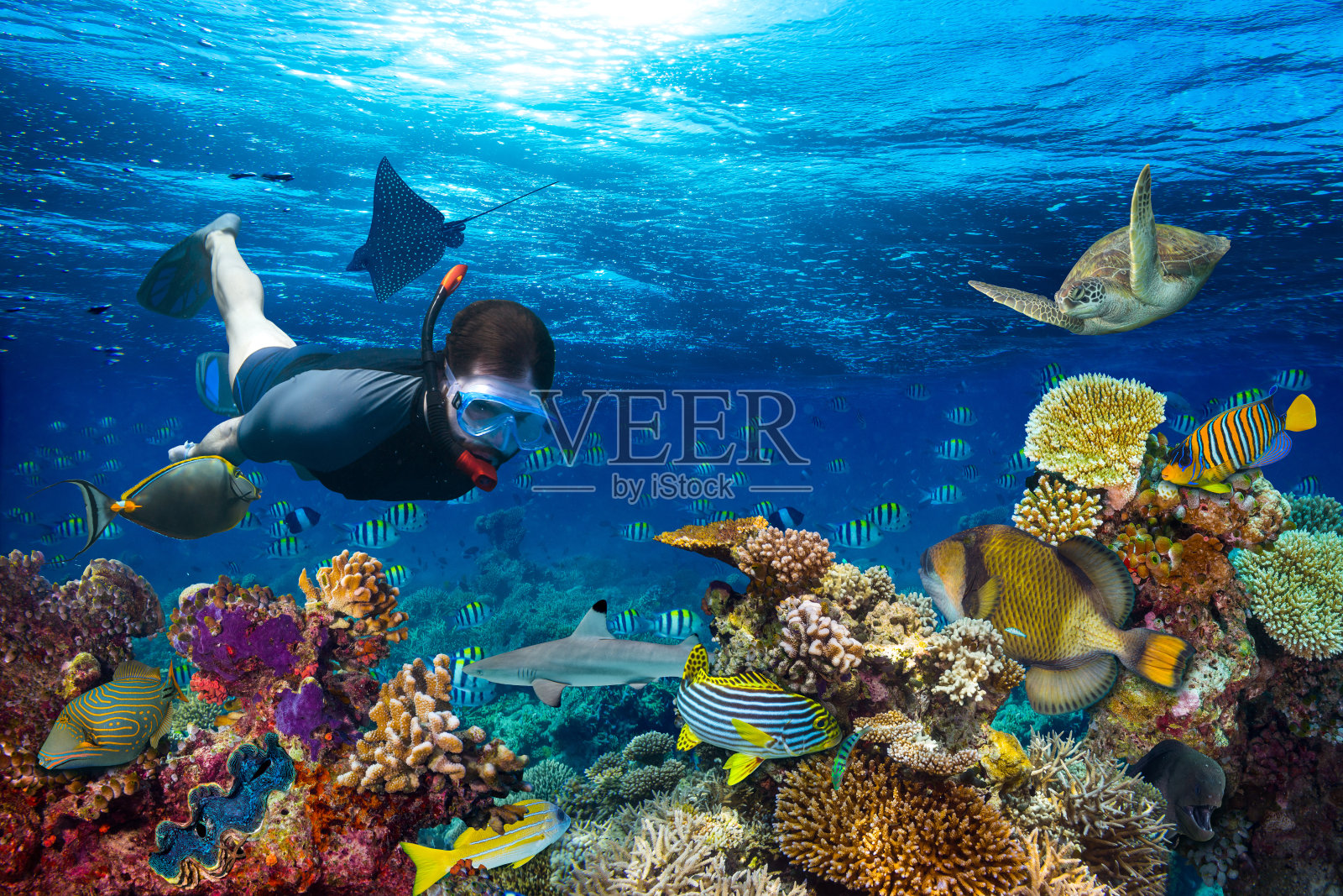 水下珊瑚礁景观浮潜照片摄影图片