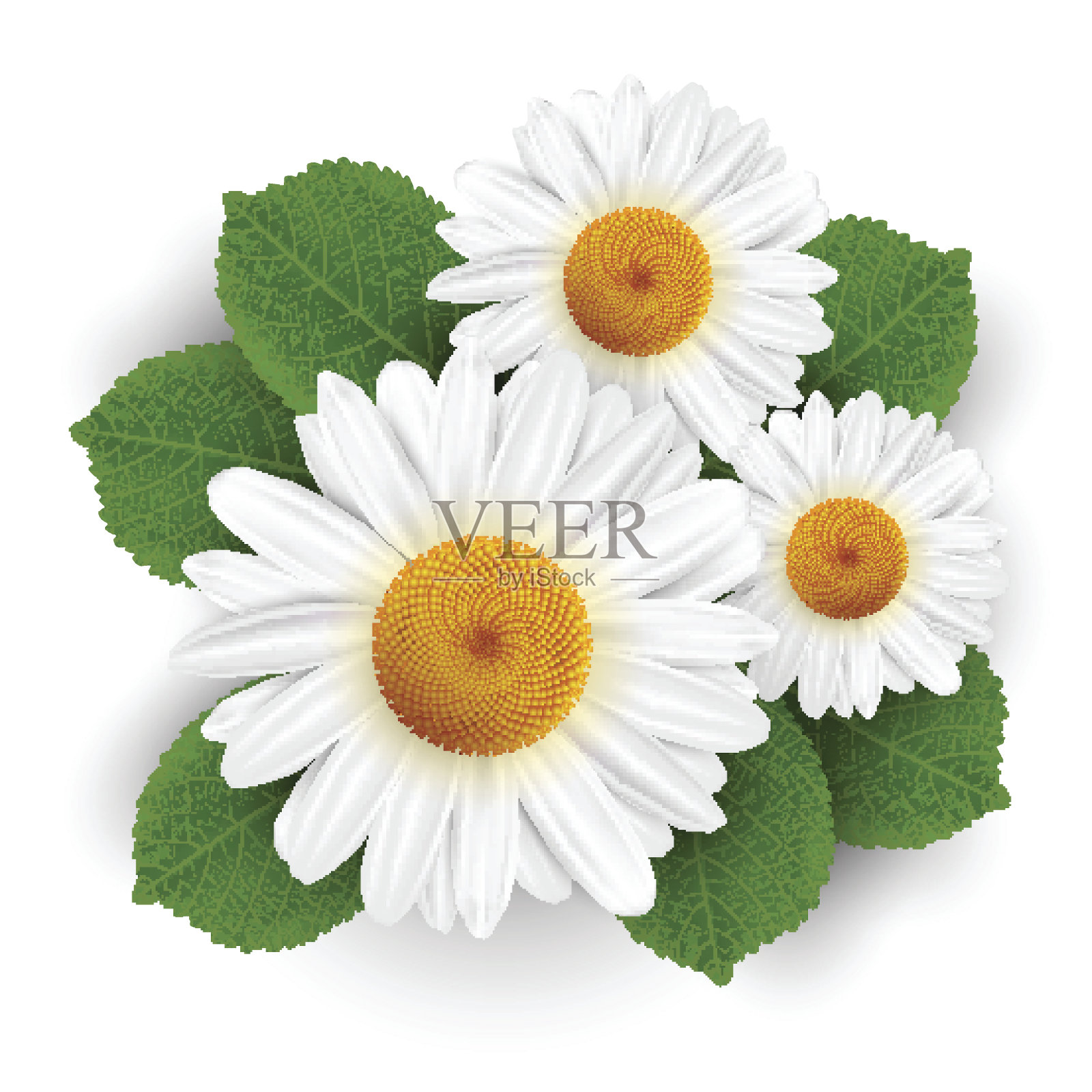 小的白色花和叶孤立设计元素图片