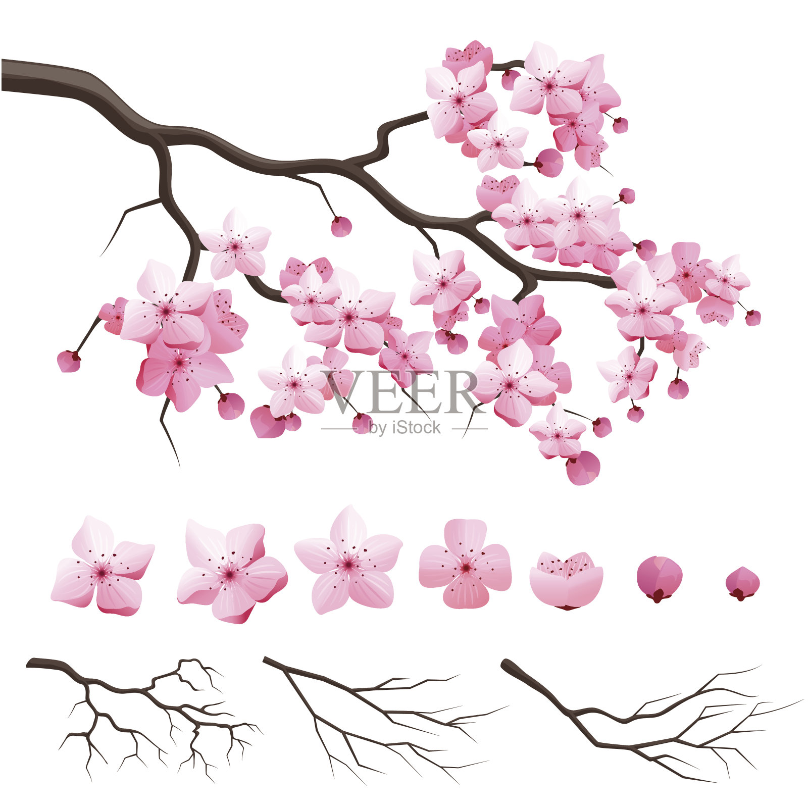 日本樱花盛开的樱花枝插画图片素材