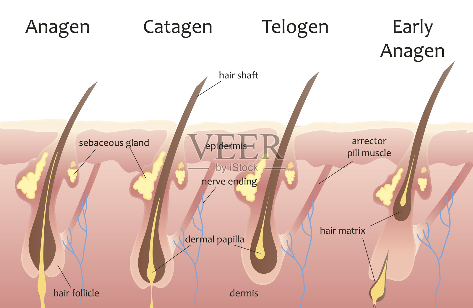 人类头发的生长周期。生物末期、休止期。信息图。插画图片素材