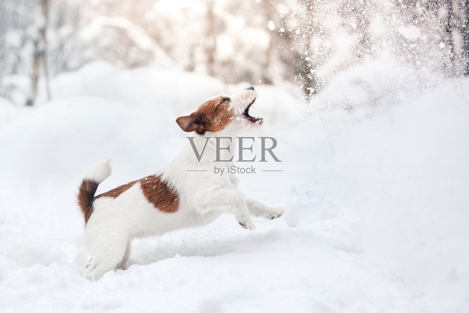 狗杰克罗素梗在雪中玩耍照片摄影图片