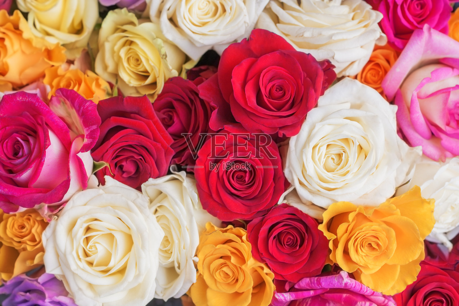色彩鲜艳的玫瑰。照片摄影图片