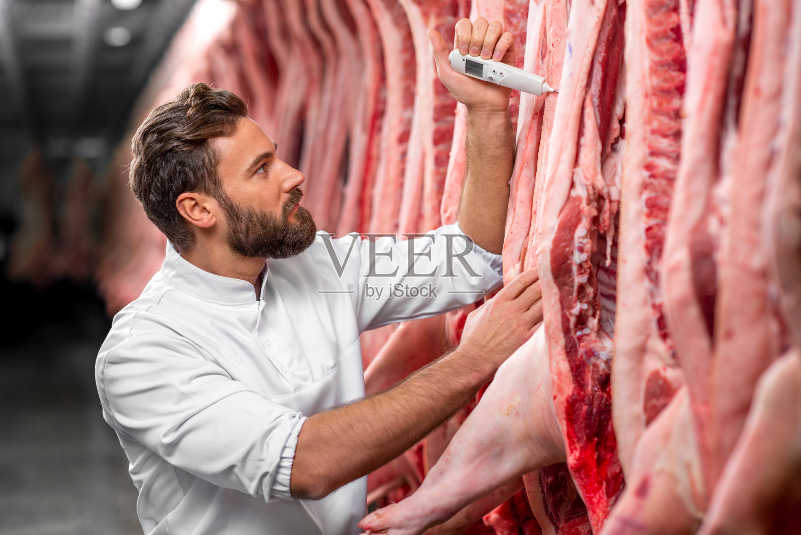 屠夫在测量猪肉的温度照片摄影图片