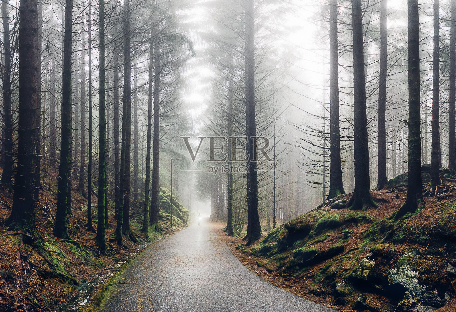 雾中的挪威森林照片摄影图片